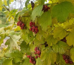 Сауни готельного комплексу «Червона Калина» на Дніпрі відгуки, лазня/сауна Київ Деснянський район Проспект Романа Шухевича 7, Парк Муромець (Північний міст), фото, адреса з картою проїзду.